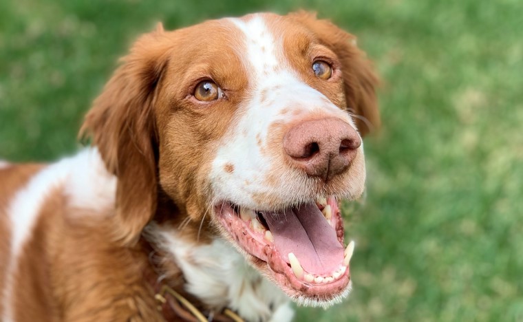 My Brittany Spaniel Murphy